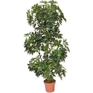 CATRAL - Plante...