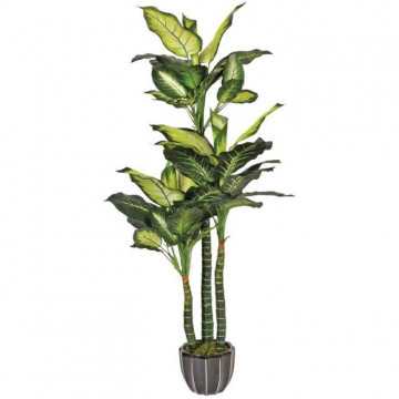 CATRAL - Plante...