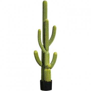 CATRAL - Plante...