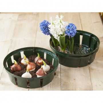 Lot de 3 bacs a bulbes H8 x...