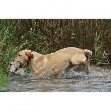 SportDOG - Systeme avec...