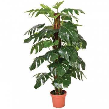 CATRAL - Plante verte...